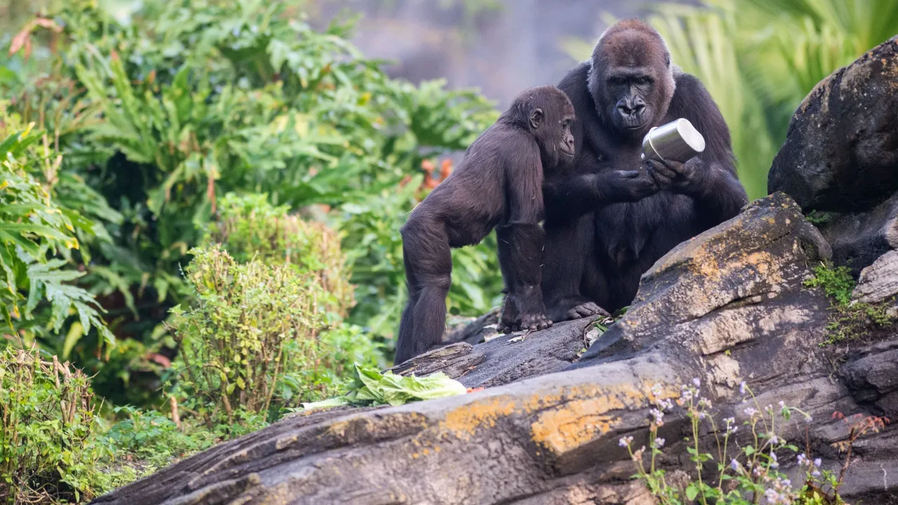 Gorilla Falls · Animal Kingdom, foto oficial Walt Disney World