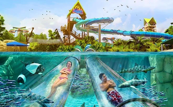 Reef Plunge