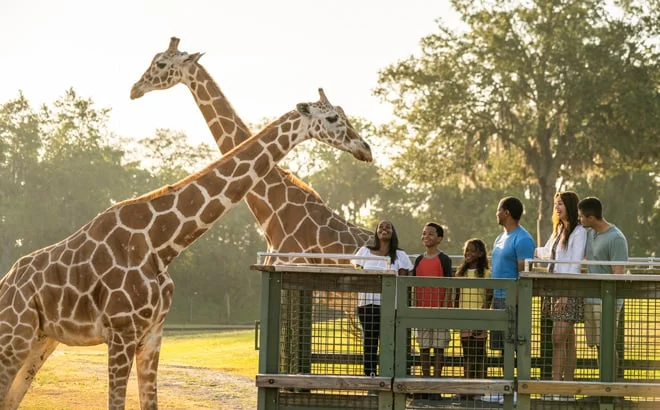 Serengeti Safari · Busch Gardens Tampa Bay, foto oficial United Parks & Resorts