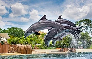Golfinhos · SeaWorld Orlando, foto oficial United Parks & Resorts