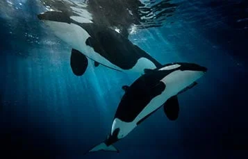 Orca Encounter · SeaWorld Orlando, foto oficial United Parks & Resorts